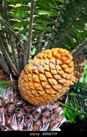 .Cycad cono, Encephalartos Transvenosus - Monte Palace giardino botanico, Monte, di Madera Foto Stock