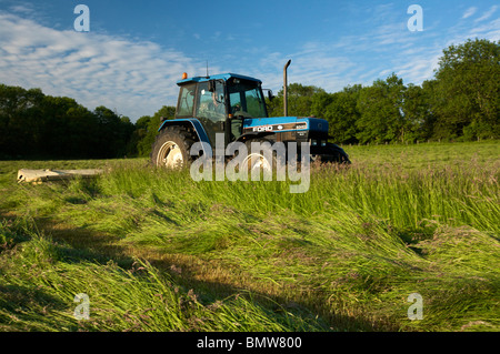 Falciatura fieno Foto Stock