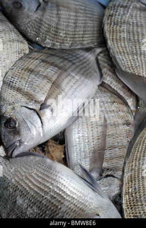 Diplodus sargus saraghi orate blacktail Mediterranea di pesce Foto Stock