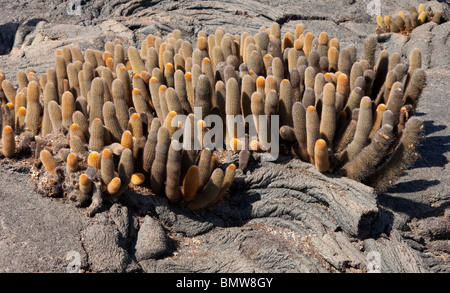 Cactus di lava sulla roccia vulcanica su Fernandina Island nelle isole Galapagos Foto Stock