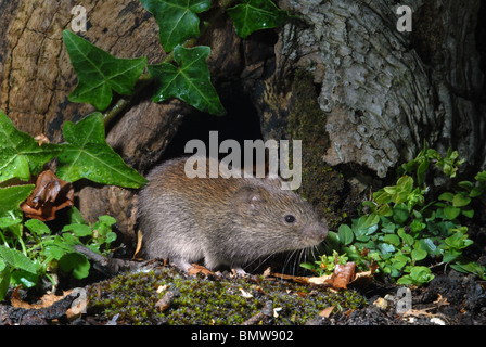 Campo vole Microtus agrestis esplorando il bosco piano Foto Stock