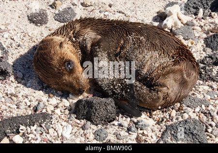 Un giovane pelliccia sigillo su una costa rocciosa sul sombrero chino isola nelle isole Galapagos Foto Stock