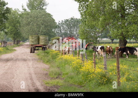 Il carico di balle di insilato dal campo su un rimorchio. Foto Stock