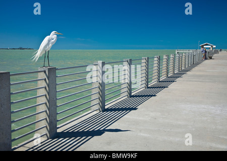 Airone bianco, appollaiato sulla ringhiera, Fort De Soto Park, Florida Foto Stock