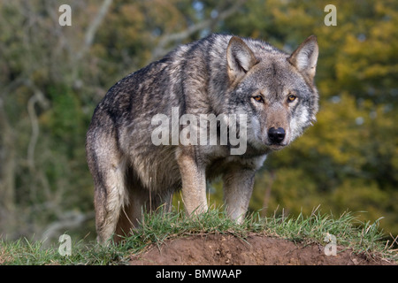 Europeo di lupo grigio Canis lupus Foto Stock