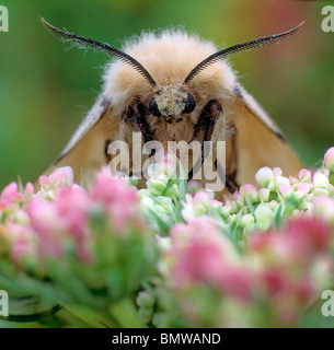 Gypsy Moth (Lymantria dispar), a farfalla su fiori di colore rosa. Foto Stock