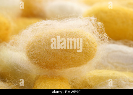 Silkworm cocoon macro dettaglio molti worm di seta giallo Foto Stock