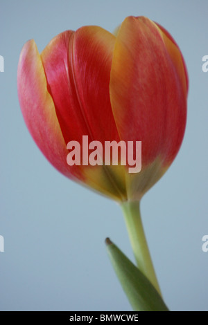 Rosso e giallo tulip Foto Stock