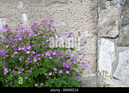 Legno Cranesbill, Geranium sylvaticum e calcestruzzo Foto Stock