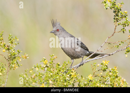 Phainopepla femmina nel creosoto Bush Foto Stock