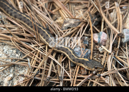 Common Garter Snake Thamnophis sirtalis Park County Colorado USA Foto Stock