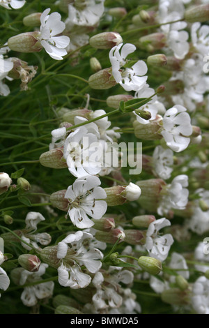 La vescica Campion Silene vulgaris prese a Ness Giardini Botanici, Wirral, Regno Unito Foto Stock