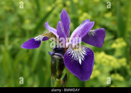 Bandiera Blu Iris versicolor prese a Ness Giardini Botanici, Wirral, Regno Unito Foto Stock