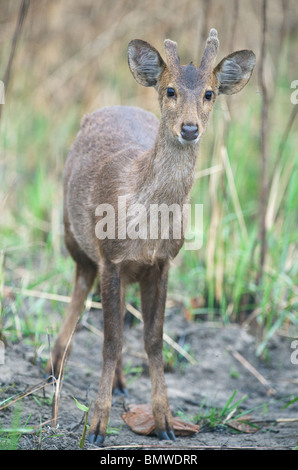 Il Porco cervo (Axis porcinus) il Parco Nazionale di Kaziranga, Assam, India in via di estinzione Foto Stock
