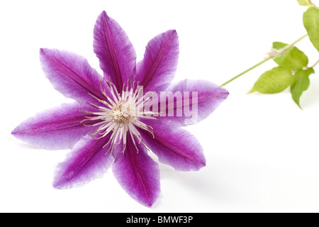 Clematis Nelly Moser mauve striped levetta di fiori e foglie Foto Stock