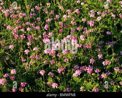 Viola Crown Vetch Foto Stock