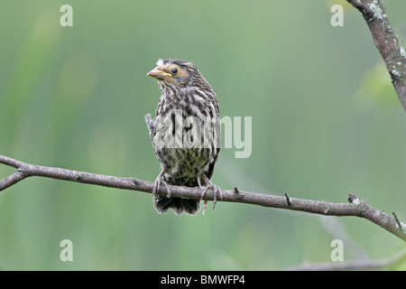 I capretti rosso-winged Blackbird Foto Stock