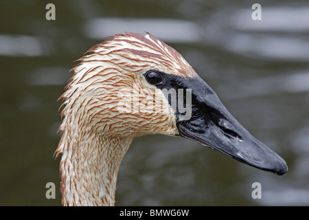 Colpo alla testa di un adulto Trumpeter Swan Foto Stock