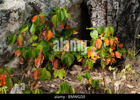 Poison Ivy Toxicodendron radicans San Juan National Forest Colorado USA Foto Stock