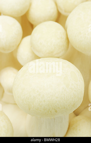 Close up di faggio fresco sfondo a fungo Foto Stock