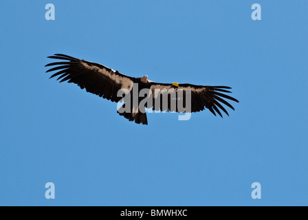 California Condor Gymnogyps californianus Parco Nazionale del Grand Canyon Arizona USA Foto Stock