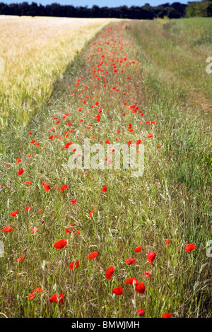 Papaveri selvatici crescere in orlo del campo di fattoria Shottisham Suffolk in Inghilterra Foto Stock