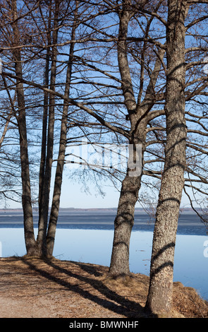 Alberi sul lungomare all inizio della primavera , Finlandia Foto Stock