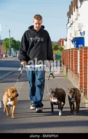 Giovane uomo che cammina bull terrier cani, Felixstowe, Suffolk, Regno Unito. Foto Stock