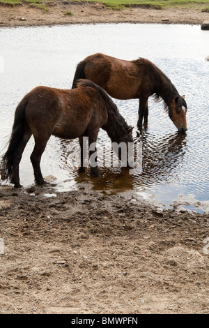 Wild Dartmoor pony di bere da un lago. Foto Stock