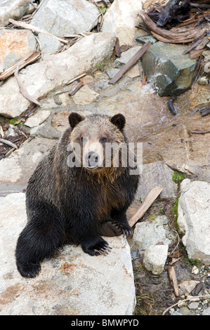 Uno dei due orfani orsi grizzly Coola (o mola) Presso Grouse Mountain, Vancouver, Canada Foto Stock