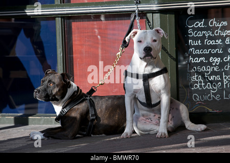 Staffordshire bull terrier (padre e figlio) stanco-fino al di fuori di un pub di Felixstowe, Suffolk, Regno Unito. Foto Stock