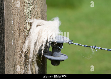 Le pecore di lana su un filo spinato, Kent, Regno Unito Foto Stock