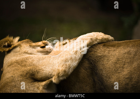 I Lions asiatico (Panthera leo persica) - due leoni asiatici, maschio e femmina, la riproduzione - Luglio, Lo Zoo Planckendael, Belgio, Europa Foto Stock
