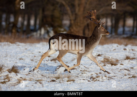 Daini (Dama Dama). Feste di addio al celibato in esecuzione su neve. Foto Stock