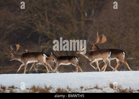 Daini (Dama Dama). Gruppo in fuga d'inverno. Foto Stock