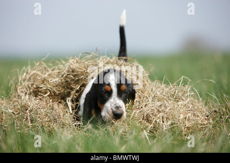 Basset Hound (Canis lupus f. familiaris), otto settimane vecchio cucciolo in un mucchio di fieno in un prato, Germania Foto Stock