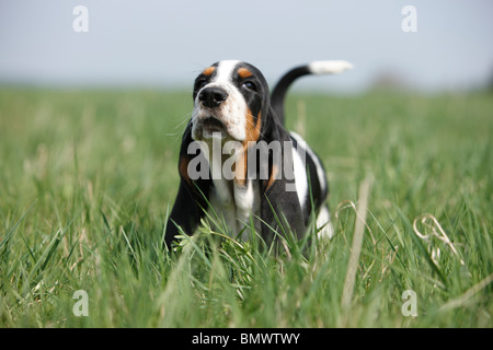 Basset Hound (Canis lupus f. familiaris), otto settimane vecchio cucciolo a piedi attraverso un prato, Germania Foto Stock