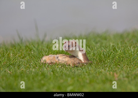 Ermellino, ermellino (Mustela erminea). Adulto con ucciso terreno europeo scoiattolo (Citellus citellus). Foto Stock