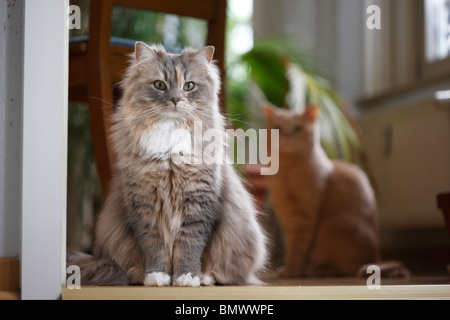 Il gatto domestico, il gatto di casa (Felis silvestris f. catus), 2 anni British Shorthair-Highlander seduto in una custodia porta, un altro c Foto Stock