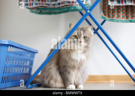 Il gatto domestico, il gatto di casa (Felis silvestris f. catus), 2 anni di British Auto Shorthair-Highlander seduto sotto una lavanderia rack, Ger Foto Stock