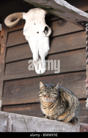 Il gatto domestico, il gatto di casa (Felis silvestris f. catus), seduto su una balaustra in corrispondenza di una baita in legno sotto un teschio, Germania Foto Stock