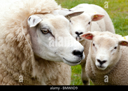 Agricoltura Bestiame Ovini mamma con due agnelli di primavera i bambini di Dumfries e Galloway Scotland Regno Unito Foto Stock