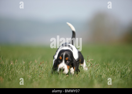 Basset Hound (Canis lupus f. familiaris), otto settimane vecchio cucciolo a piedi attraverso un prato lo sniffing, Germania Foto Stock