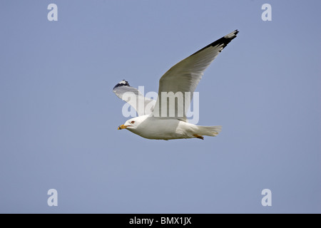 Anello-fatturati gabbiano in volo Foto Stock