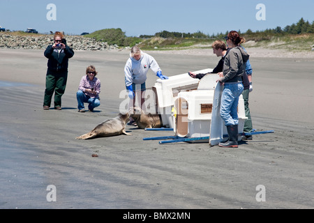 Volontari rilasciando 'rescued & riabilitato' elefante maschio guarnizioni. Foto Stock