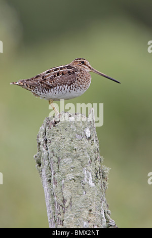 Il Wilson's o beccaccino su lichen coperto palo da recinzione Foto Stock