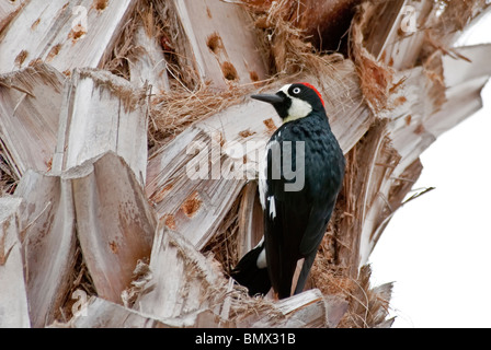 Acorn Woodpecker Melanerpes formicivorus isola Catalina California USA Foto Stock
