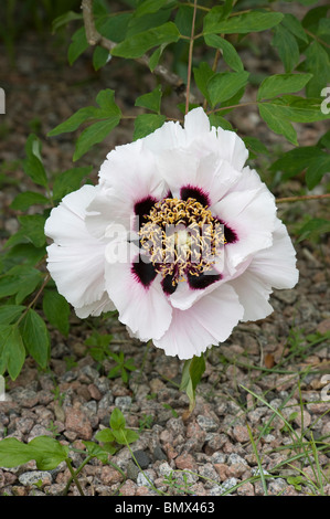 Rocce peonia o roccia della struttura peonia, Paeonia rockii, introdotto a ovest dal sud-ovest del Gansu Foto Stock