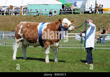 Il campione beef cow presso il Royal Cornwall show, St Albans, Cornwall, Regno Unito Foto Stock