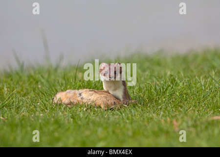 Ermellino, ermellino (Mustela erminea). Adulto con ucciso terreno europeo scoiattolo (Citellus citellus). Foto Stock